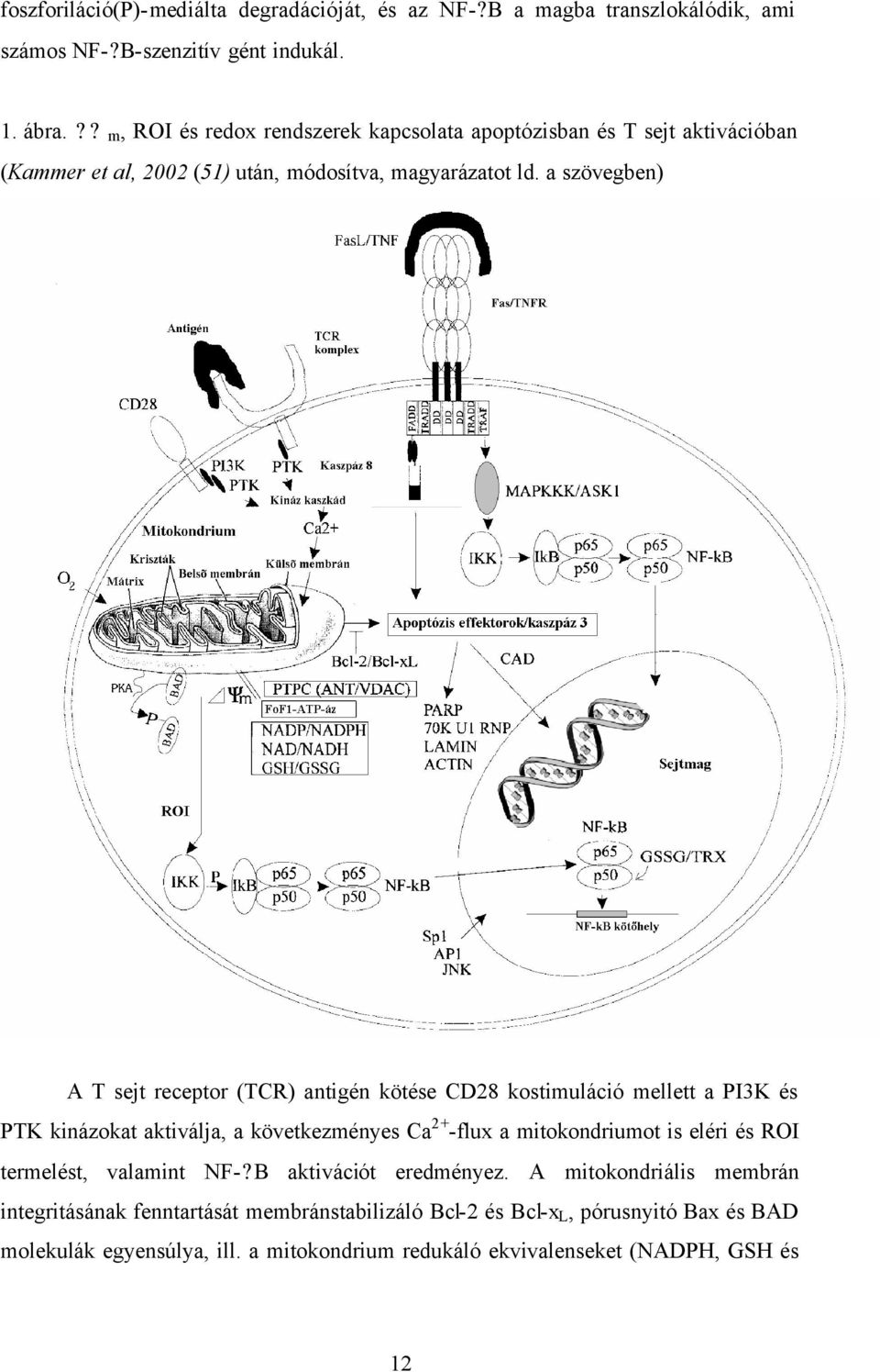 a szövegben) A T sejt receptor (TCR) antigén kötése CD28 kostimuláció mellett a PI3K és PTK kinázokat aktiválja, a következményes Ca 2+ -flux a mitokondriumot is eléri és