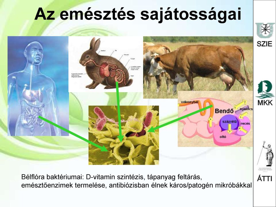 tápanyag feltárás, emésztőenzimek