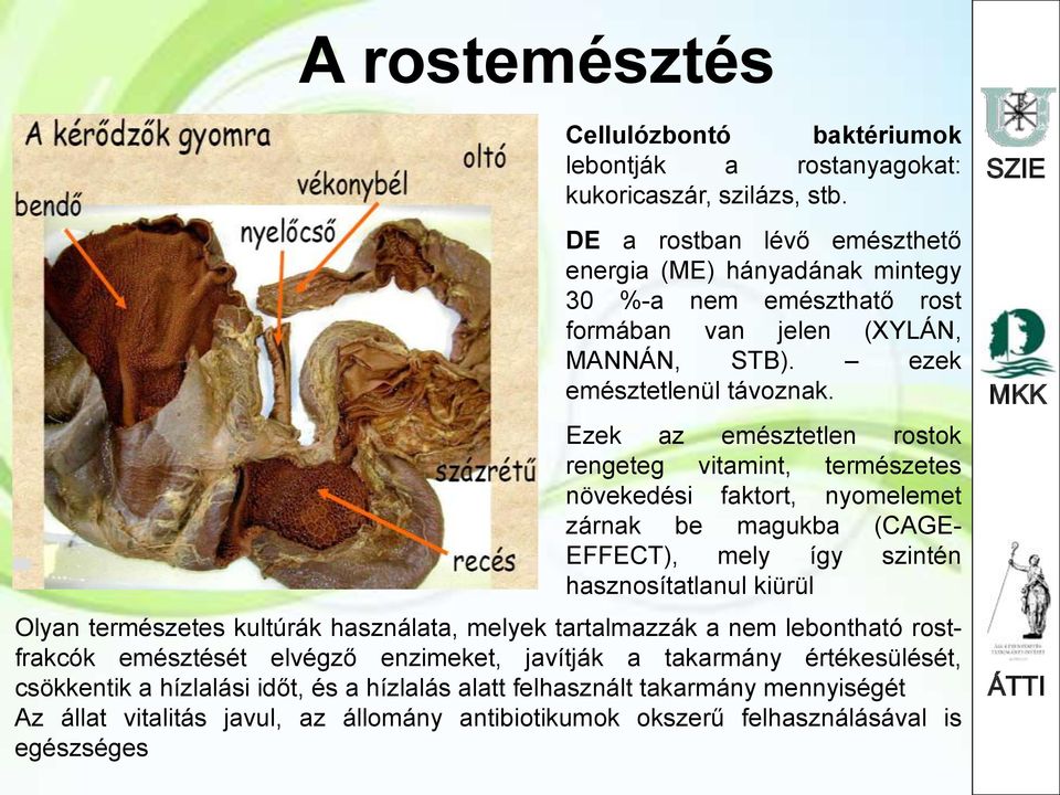 Ezek az emésztetlen rostok rengeteg vitamint, természetes növekedési faktort, nyomelemet zárnak be magukba (CAGE- EFFECT), mely így szintén hasznosítatlanul kiürül Olyan természetes