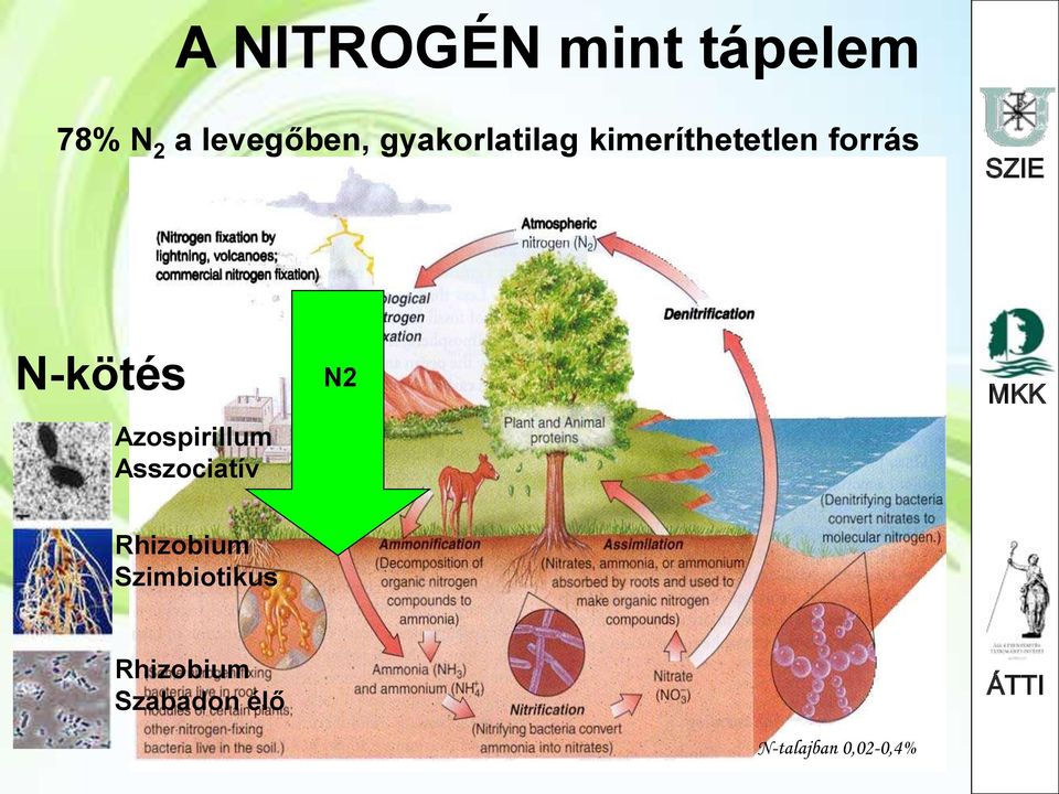 Azospirillum Asszociatív N2 Rhizobium