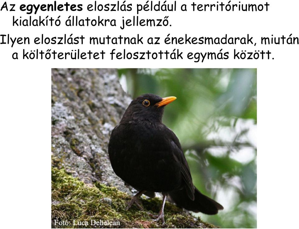 Ilyen eloszlást mutatnak az énekesmadarak,