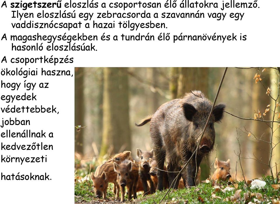 tölgyesben. A magashegységekben és a tundrán élő párnanövények is hasonló eloszlásúak.