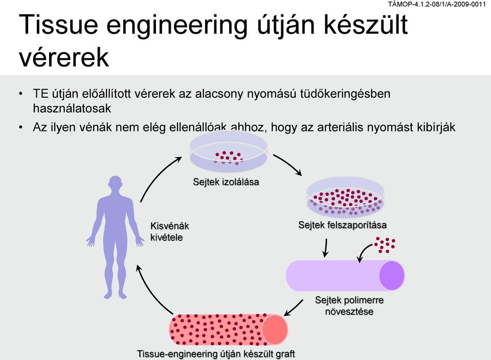 ellenállóak ahhoz, hogy az arteriális nyomást kibírják Sejtek izolálása Kisvénák