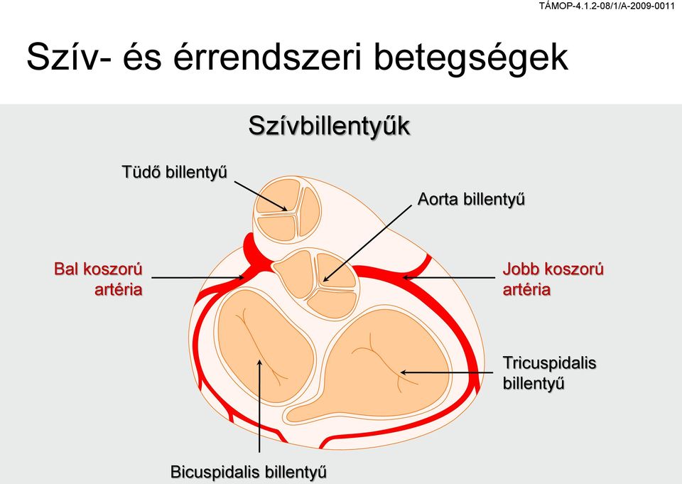 billentyű Bal koszorú artéria Jobb