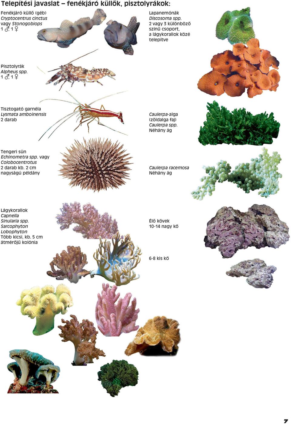 1, 1 Tisztogató garnéla Lysmata amboinensis 2 darab Caulerpa-alga (zöldalga faj) Caulerpa spp. Néhány ág Tengeri sün Echinometra spp.