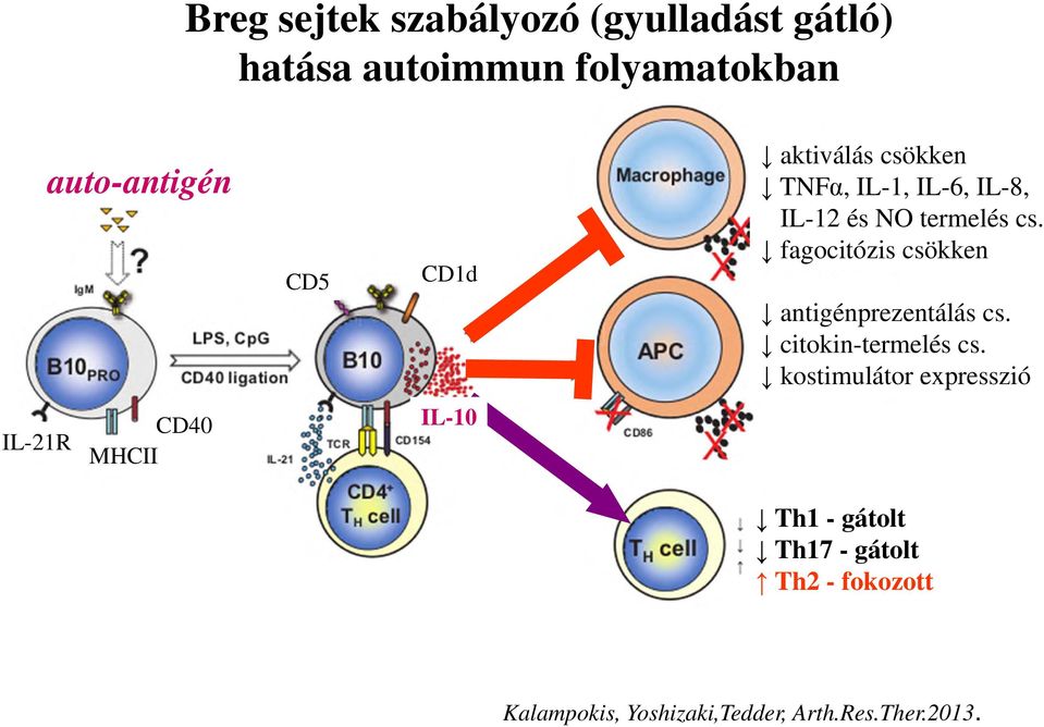 fagocitózis csökken antigénprezentálás cs. citokin-termelés cs.