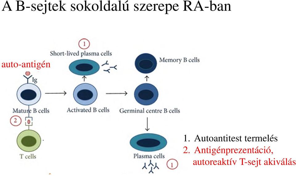 Autoantitest termelés 2.