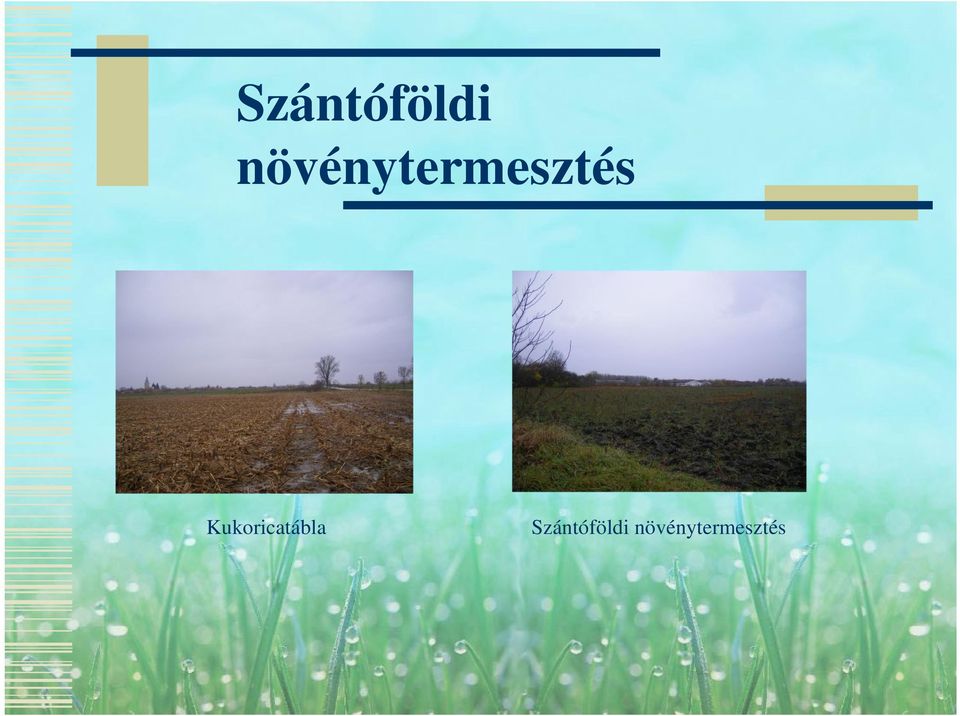 Kukoricatábla