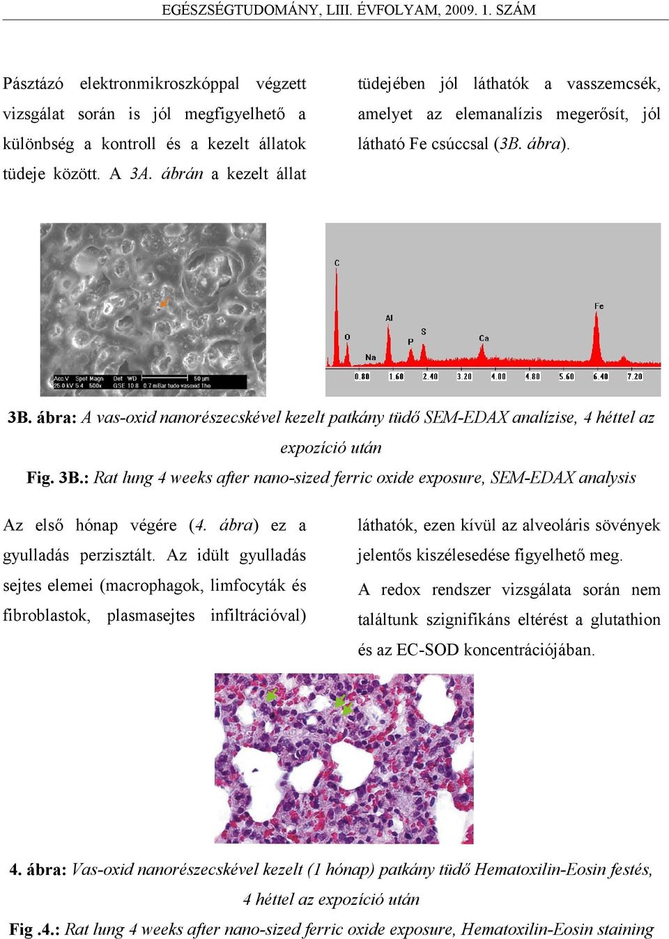 ábra: A vas-oxid nanorészecskével kezelt patkány tüdő SEM-EDAX analízise, 4 héttel az expozíció után Fig. 3B.