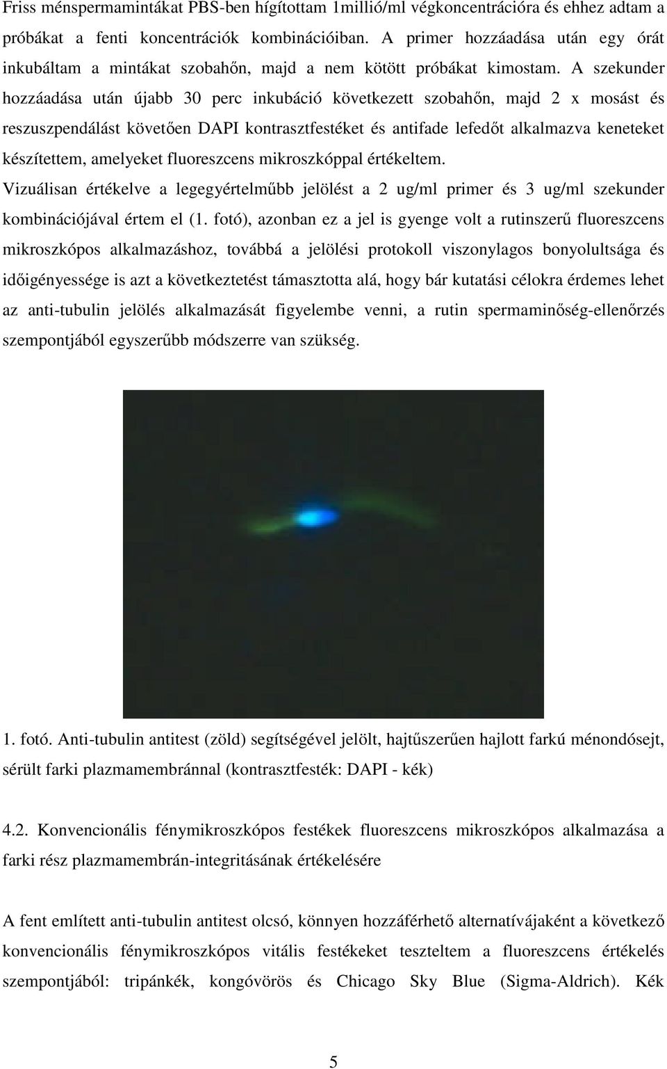 A szekunder hozzáadása után újabb 30 perc inkubáció következett szobahőn, majd 2 x mosást és reszuszpendálást követően DAPI kontrasztfestéket és antifade lefedőt alkalmazva keneteket készítettem,