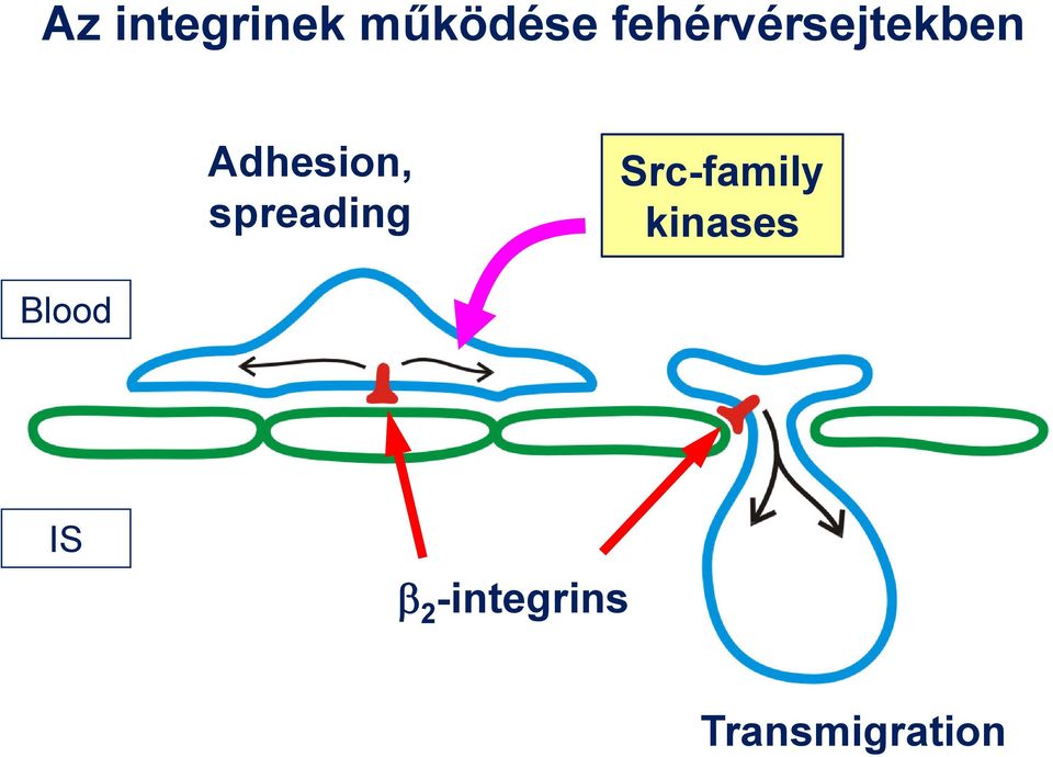 spreading Src-family kinases