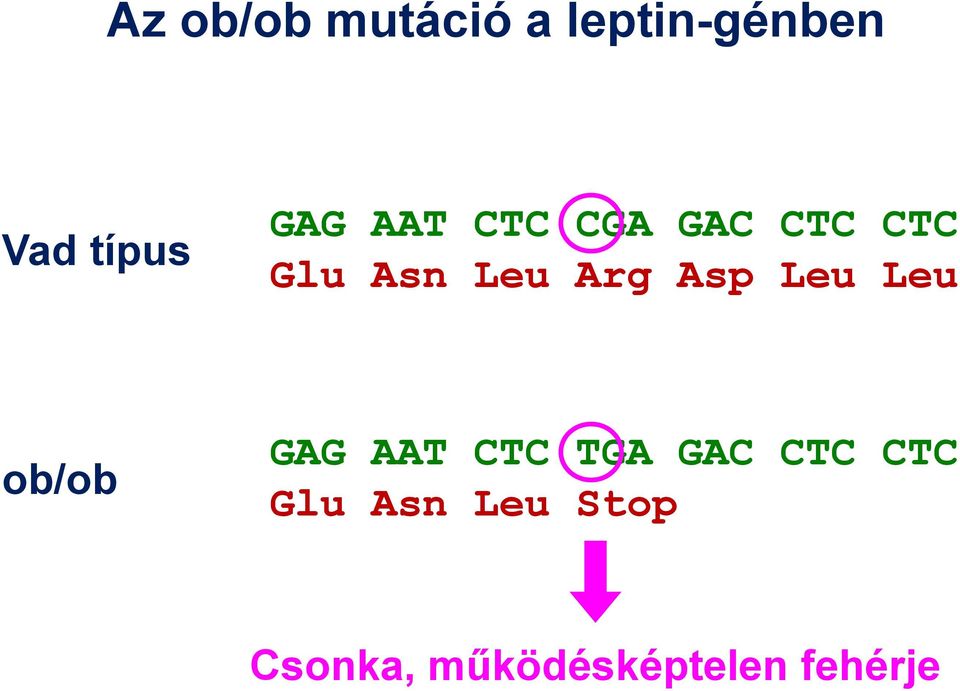 Asp Leu Leu ob/ob GAG AAT CTC TGA GAC CTC CTC