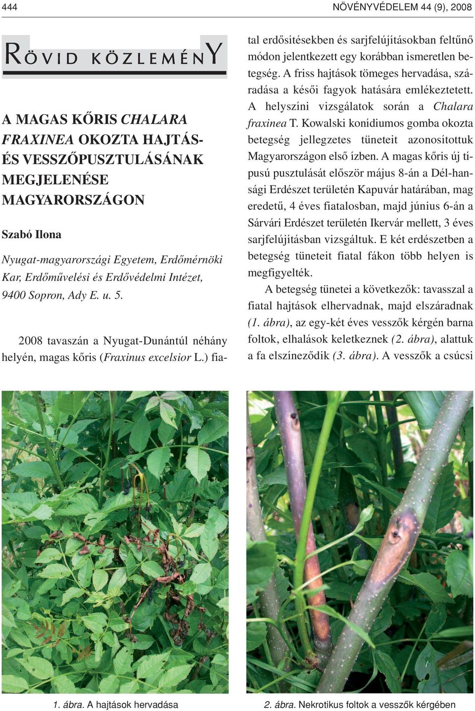 ) fiatal erdôsítésekben és sarjfelújításokban feltûnô módon jelentkezett egy korábban ismeretlen betegség. A friss hajtások tömeges hervadása, száradása a késôi fagyok hatására emlékeztetett.