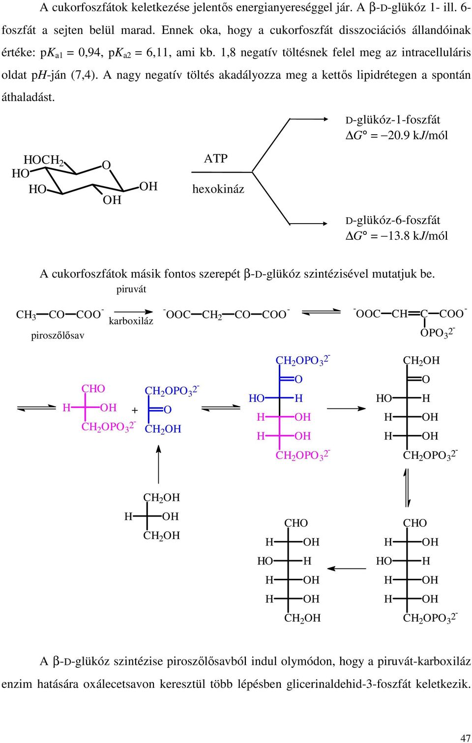 A nagy negatív töltés akadályozza meg a kettıs lipidrétegen a spontán áthaladást. C 2 ATP hexokináz D-glükóz-1-foszfát G = 20.9 kj/mól D-glükóz-6-foszfát G = 13.