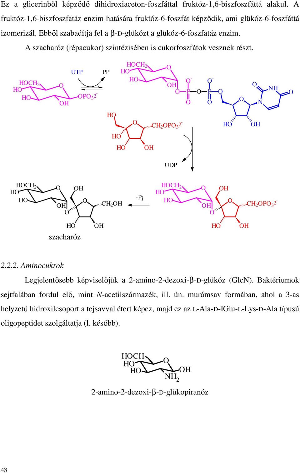 C 2 P 3 UTP PP C 2 - P - P N N C 2 P 3 UDP C 2 C 2 -Pi C 2 C 2 P 3 szacharóz 2.2.2. Aminocukrok Legjelentısebb képviselıjük a 2-amino-2-dezoxi-β-D-glükóz (GlcN).