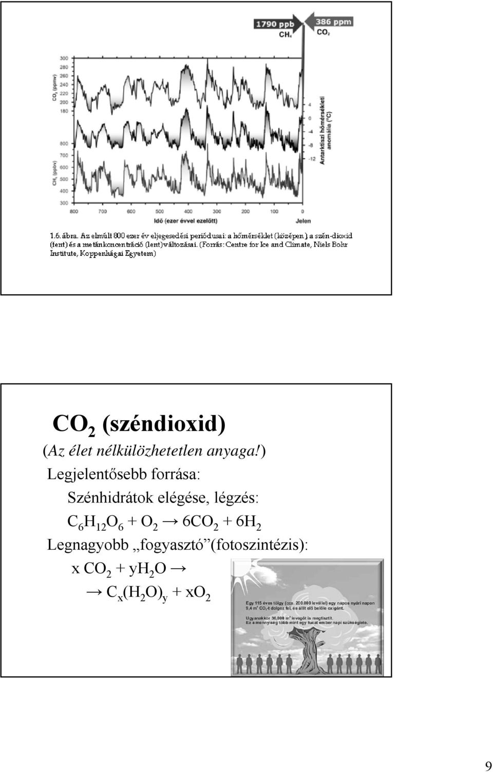 légzés: C 6 H 12 O 6 + O 2 6CO 2 + 6H 2 Legnagyobb