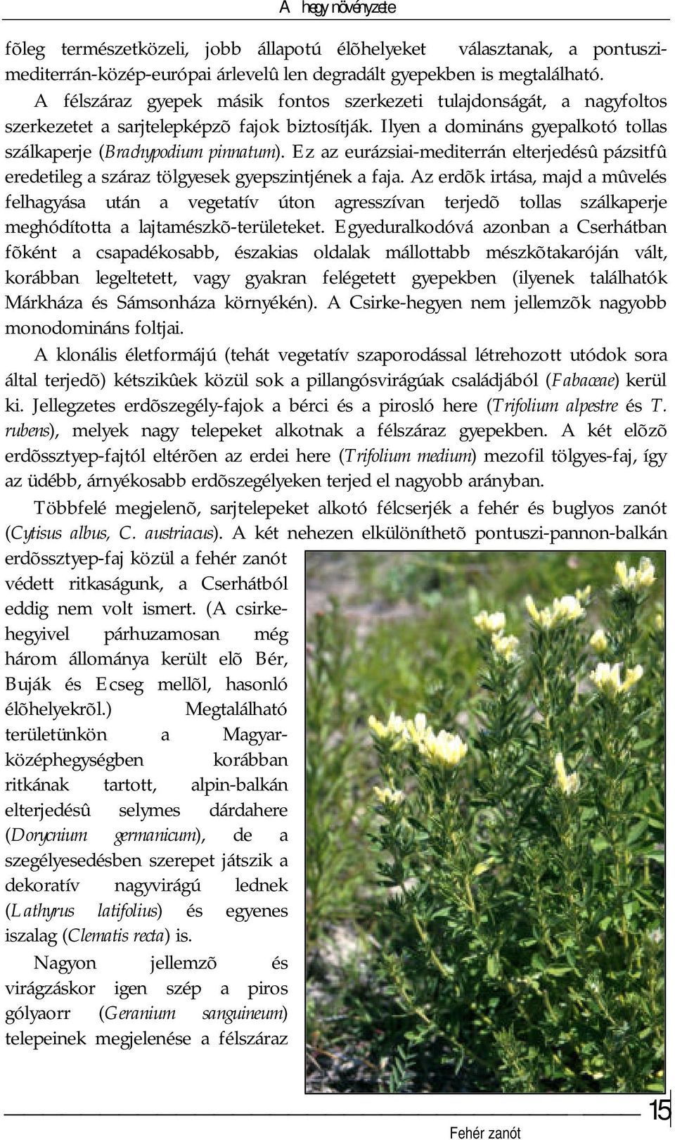 Ez az eurázsiai-mediterrán elterjedésû pázsitfû eredetileg a száraz tölgyesek gyepszintjének a faja.