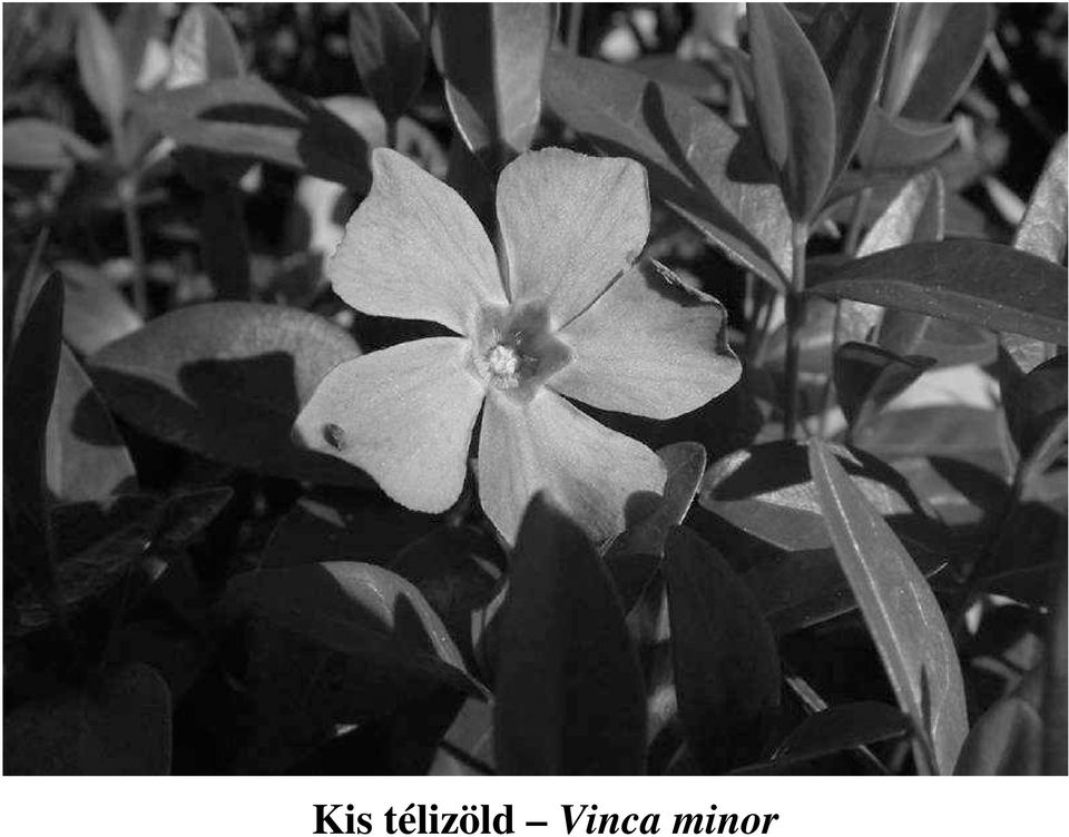 Vinca