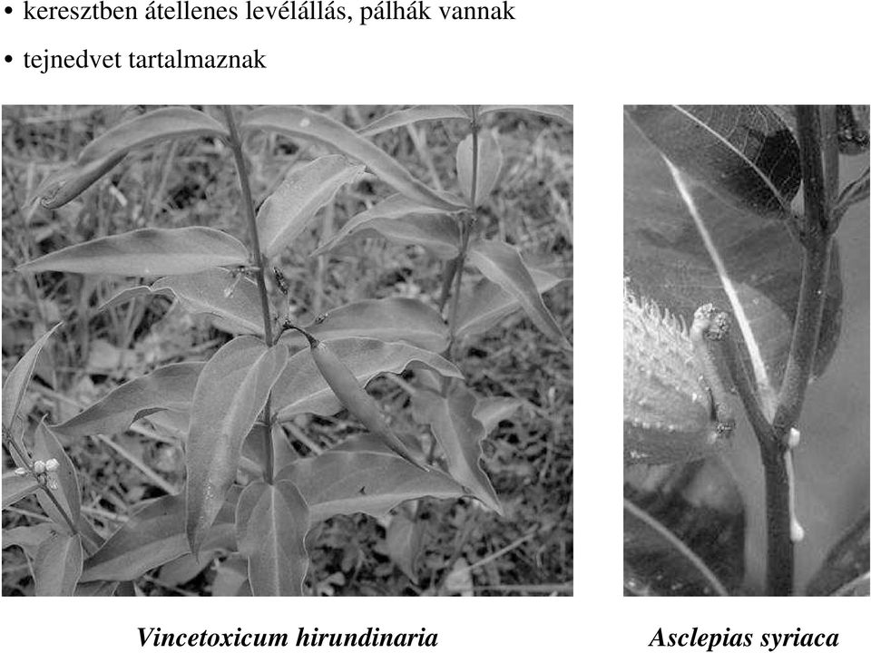 tejnedvet tartalmaznak