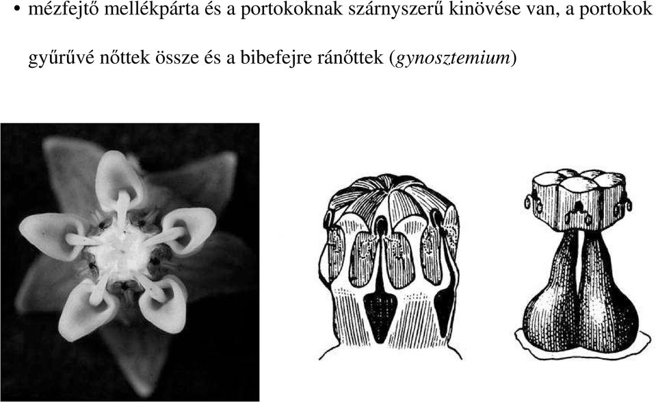 van, a portokok győrővé nıttek