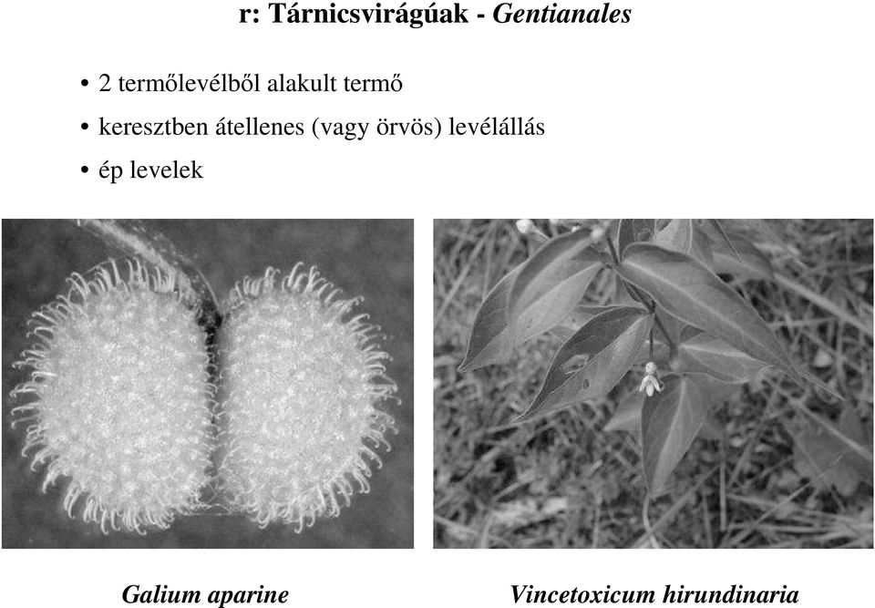 átellenes (vagy örvös) levélállás ép