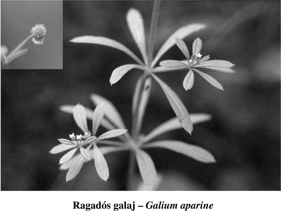 Galium