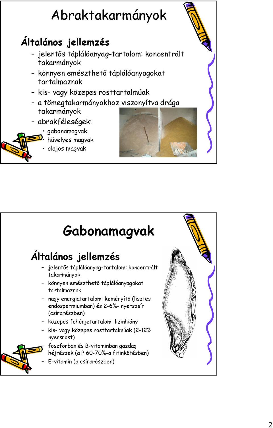 koncentrált takarmányok könnyen emészthető táplálóanyagokat tartalmaznak nagy energiatartalom: keményítő (lisztes endospermiumban) és 2-6%- nyerszsír (csírarészben) közepes