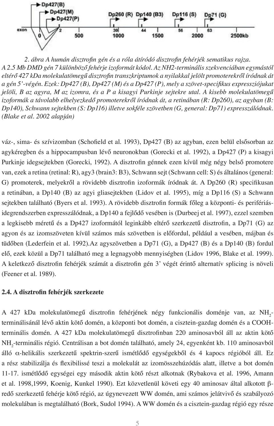 Ezek: Dp427 (B), Dp427 (M) és a Dp427 (P), mely a szövet-specifikus expressziójukat jelöli, B az agyra, M az izomra, és a P a kisagyi Purkinje sejtekre utal.