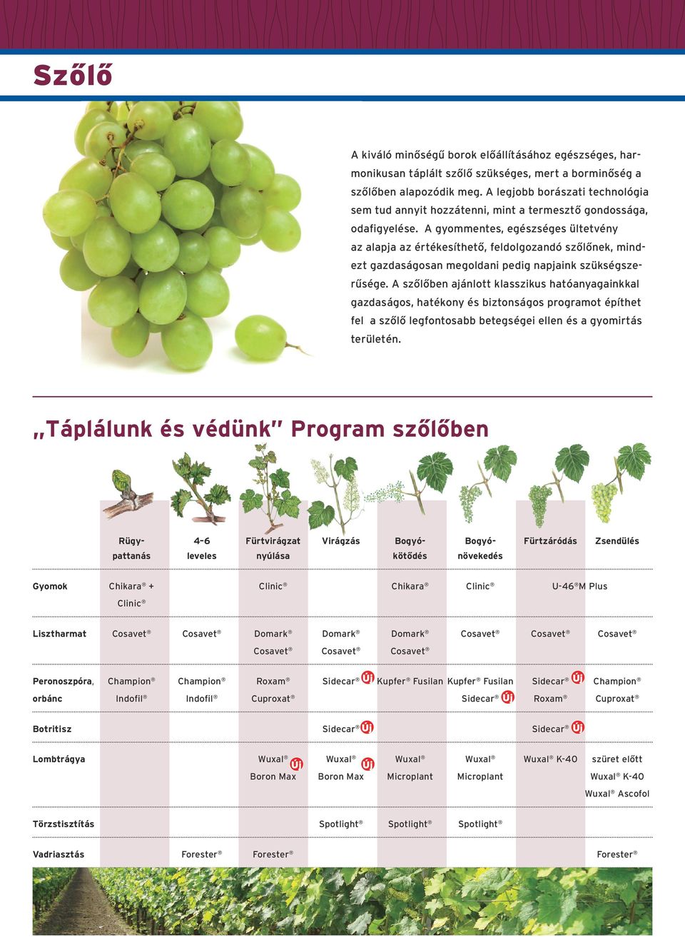 A gyommentes, egészséges ültetvény az alapja az értékesíthető, feldolgozandó szőlőnek, mindezt gazda sá go san meg ol dani pedig napjaink szükségszerűsége.