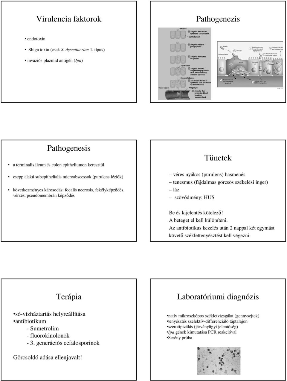 necrosis, fekélyképződés, vérzés, pseudomembrán képződés Tünetek véres nyákos (purulens) hasmenés tenesmus (fájdalmas görcsös székelési inger) láz szövődmény: HUS Be és kijelentés kötelező!