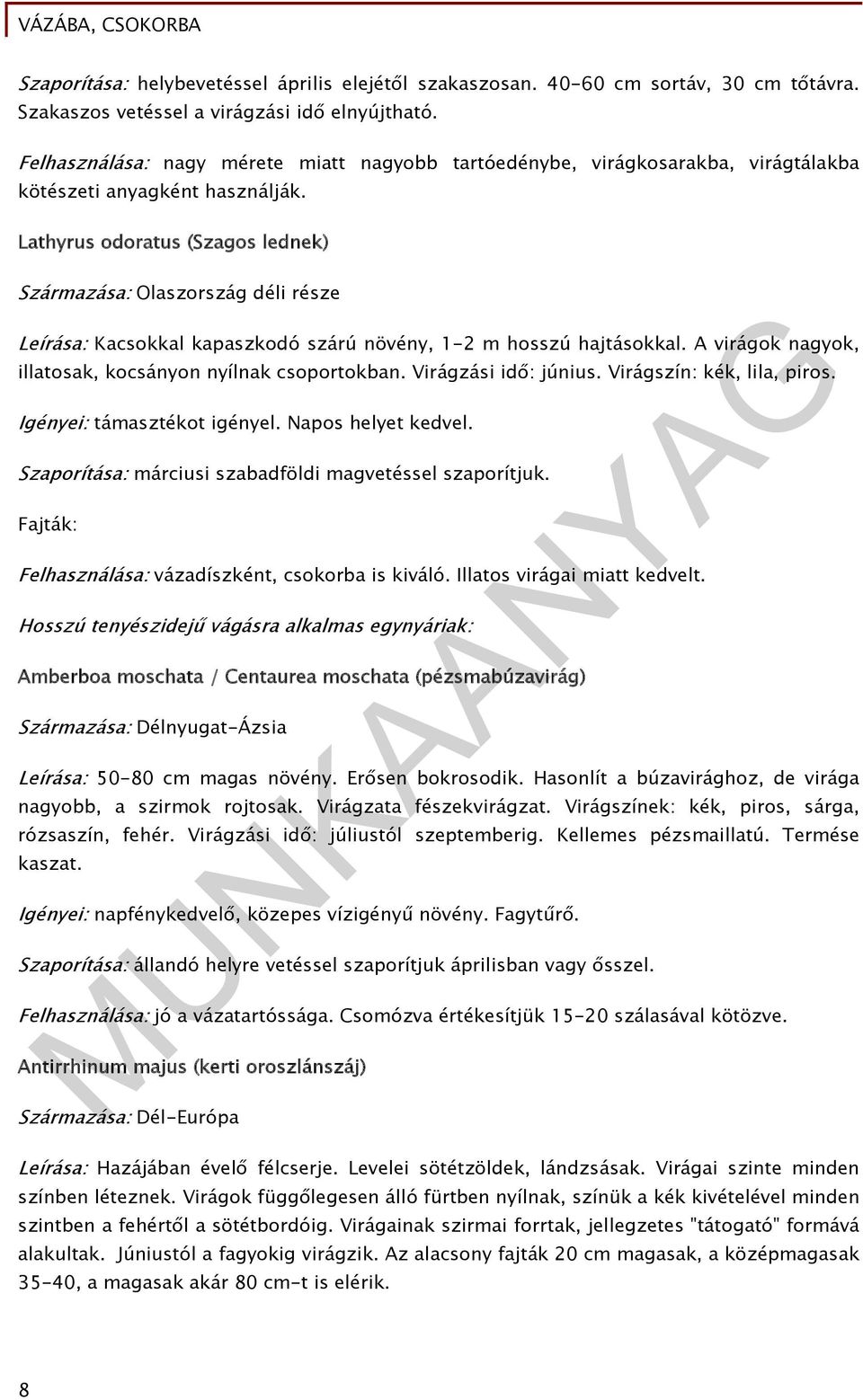 Lathyrus odoratus (Szagos lednek) Származása: Olaszország déli része Leírása: Kacsokkal kapaszkodó szárú növény, 1-2 m hosszú hajtásokkal. A virágok nagyok, illatosak, kocsányon nyílnak csoportokban.