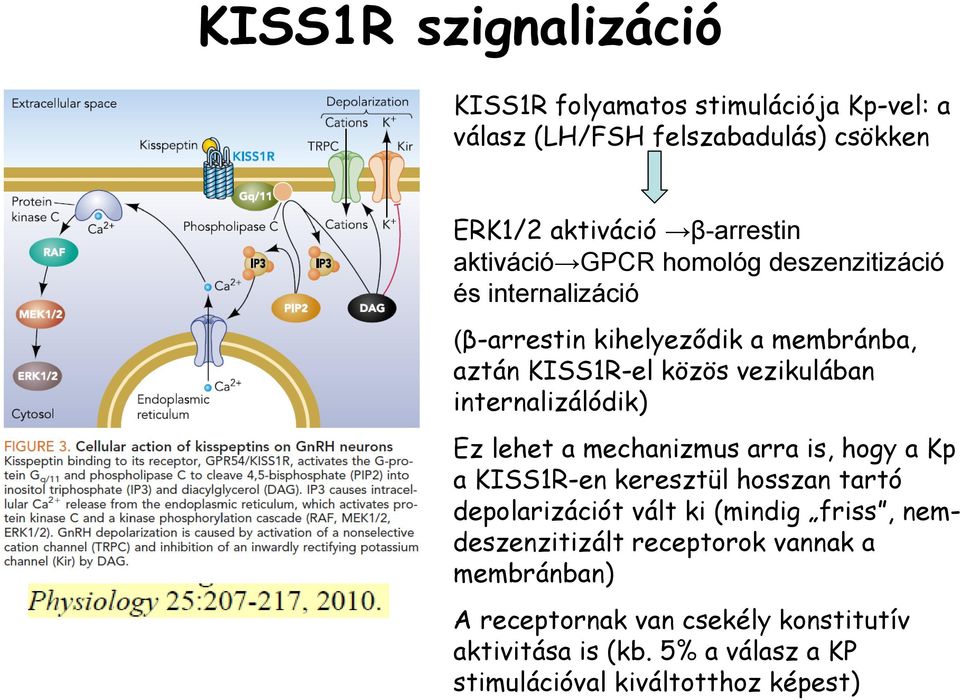 Ez lehet a mechanizmus arra is, hogy a Kp a KISS1R-en keresztül hosszan tartó depolarizációt vált ki (mindig friss, nemdeszenzitizált