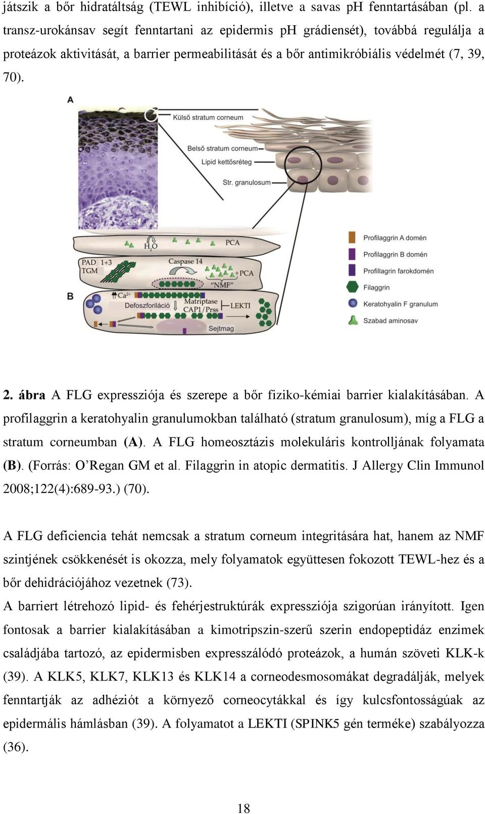 ábra A FLG expressziója és szerepe a bőr fiziko-kémiai barrier kialakításában. A profilaggrin a keratohyalin granulumokban található (stratum granulosum), míg a FLG a stratum corneumban (A).