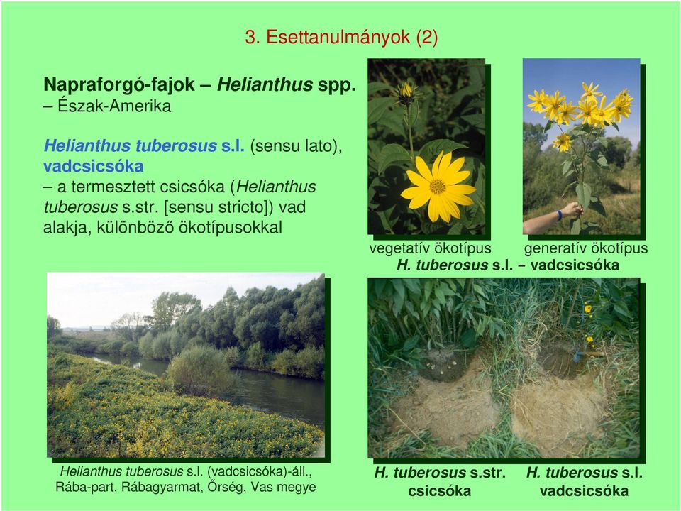 tuberosus s.l. vadcsicsóka Helianthus tuberosus s.l. (vadcsicsóka)-áll.