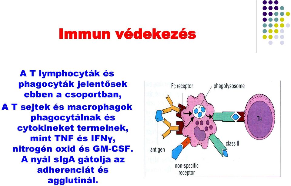 phagocytálnak és cytokineket termelnek, mint TNF és IFNγ,