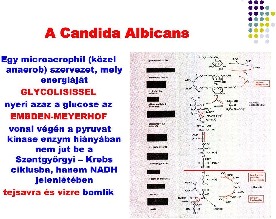 EMBDEN-MEYERHOF vonal végén a pyruvat kinase enzym hiányában nem