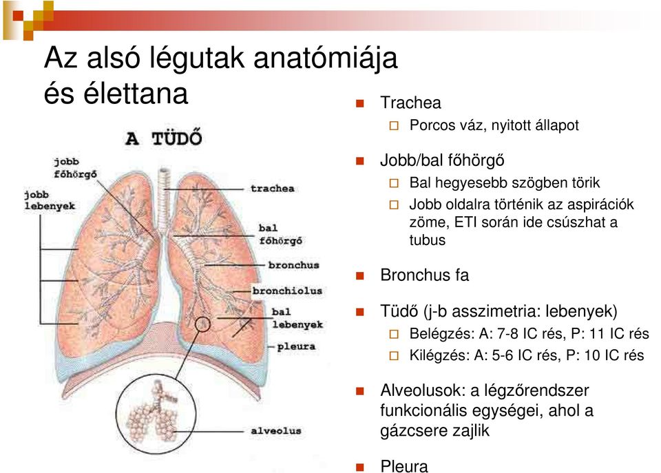 Bronchus fa Tüdı (j-b asszimetria: lebenyek) Belégzés: A: 7-8 IC rés, P: 11 IC rés Kilégzés: A: