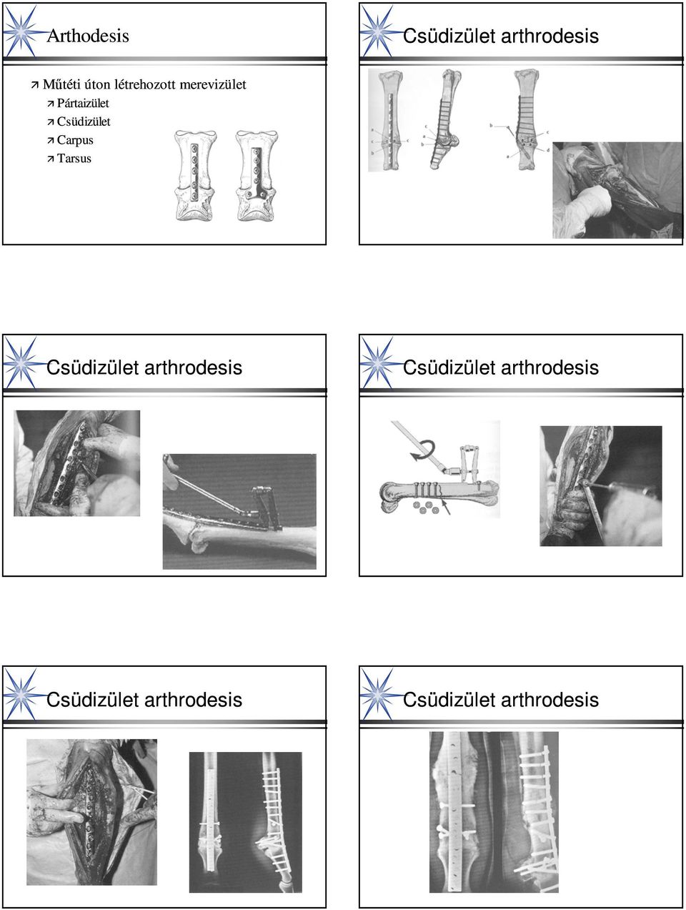 Carpus Tarsus Csüdizület arthrodesis Csüdizület