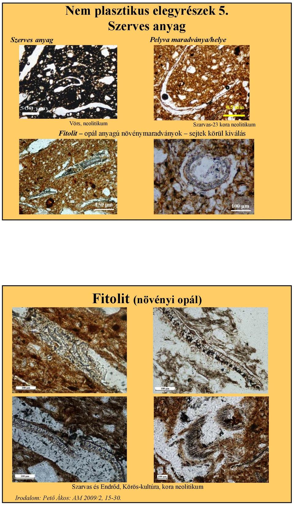 neolitikum Fitolit opál anyagú növénymaradványok sejtek körül kiválás 250 μm
