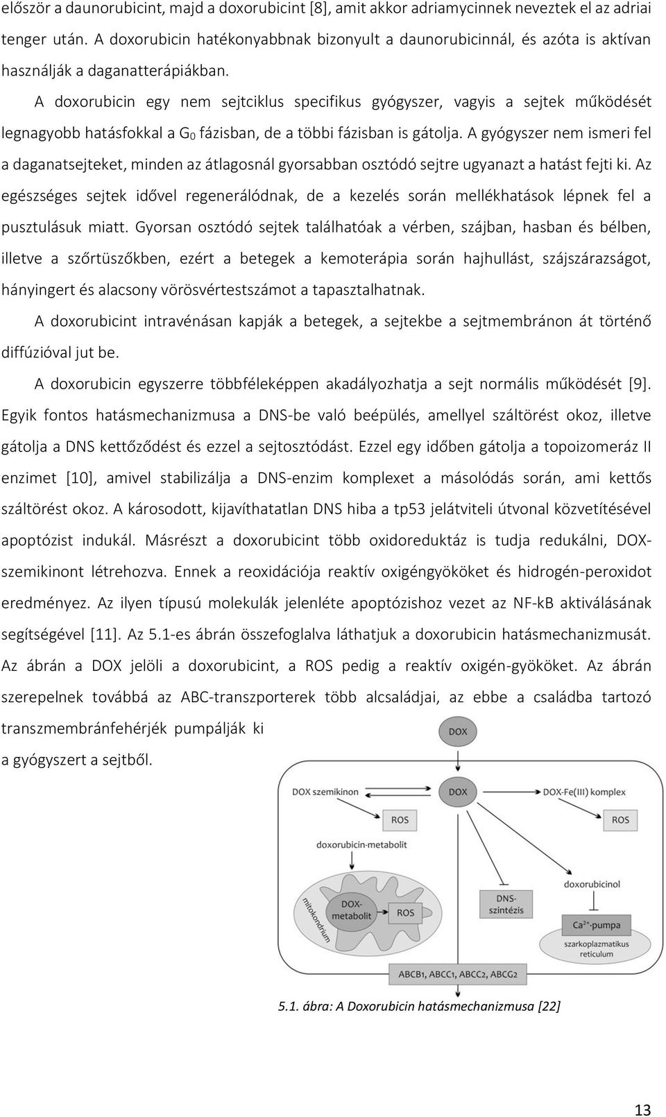 A doxorubicin egy nem sejtciklus specifikus gyógyszer, vagyis a sejtek működését legnagyobb hatásfokkal a G 0 fázisban, de a többi fázisban is gátolja.
