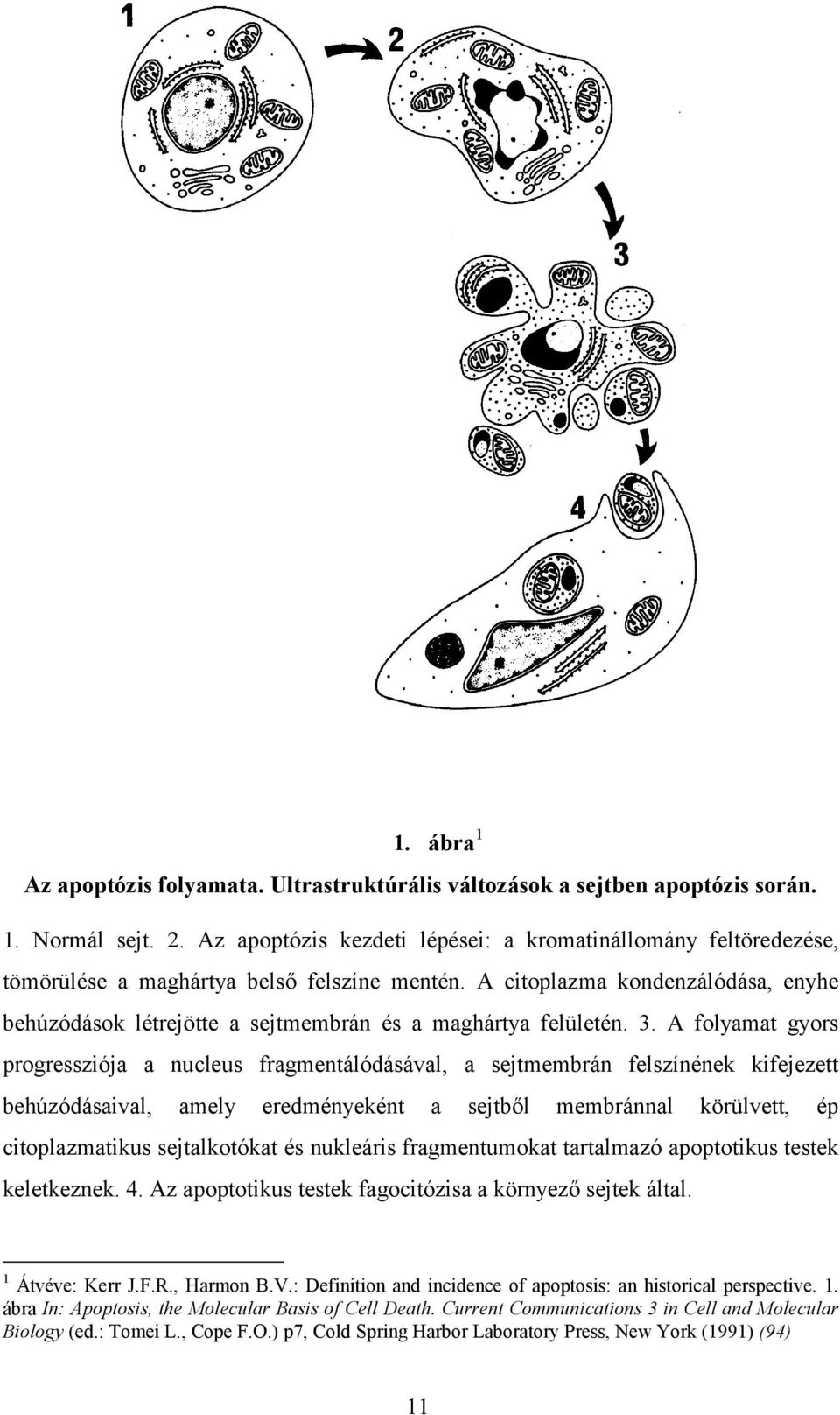 A citoplazma kondenzálódása, enyhe behúzódások létrejötte a sejtmembrán és a maghártya felületén. 3.
