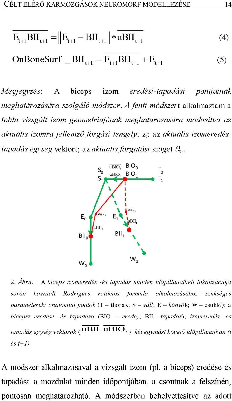 A fenti módszert alkalmaztam a többi vizsgált izom geometriájának meghatározására módosítva az aktuális izomra jellemző forgási tengelyt z t ; az aktuális izomeredéstapadás egység vektort; az