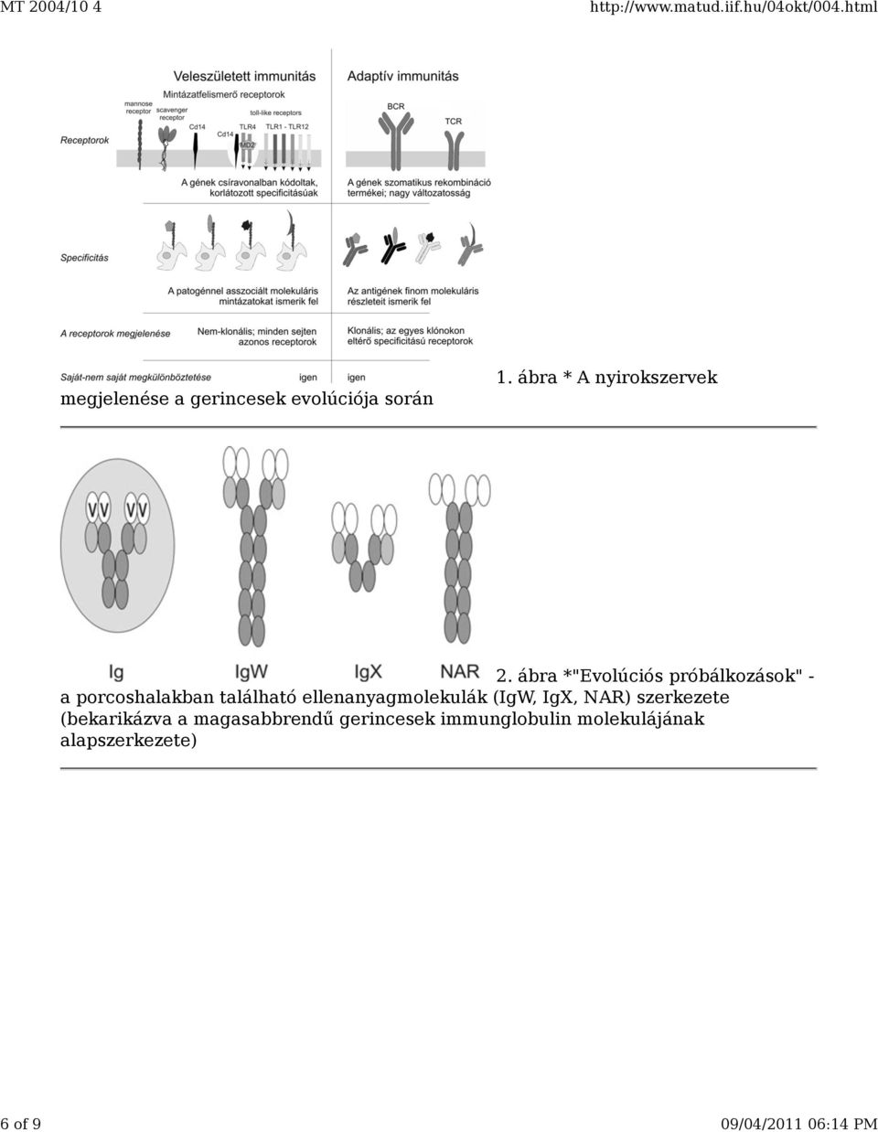 ábra *"Evolúciós próbálkozások" - a porcoshalakban található