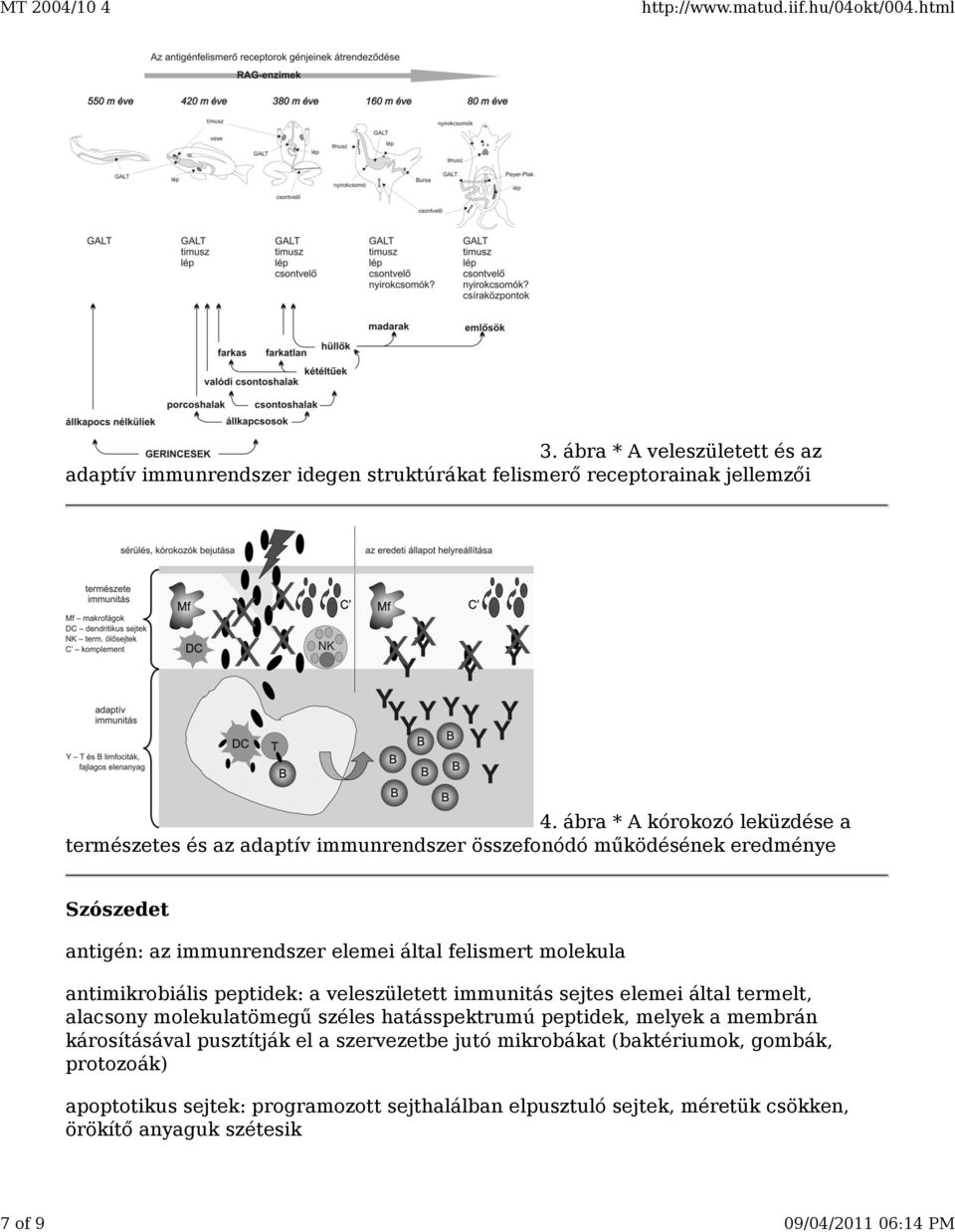 molekula antimikrobiális peptidek: a veleszületett immunitás sejtes elemei által termelt, alacsony molekulatömegű széles hatásspektrumú peptidek, melyek a membrán