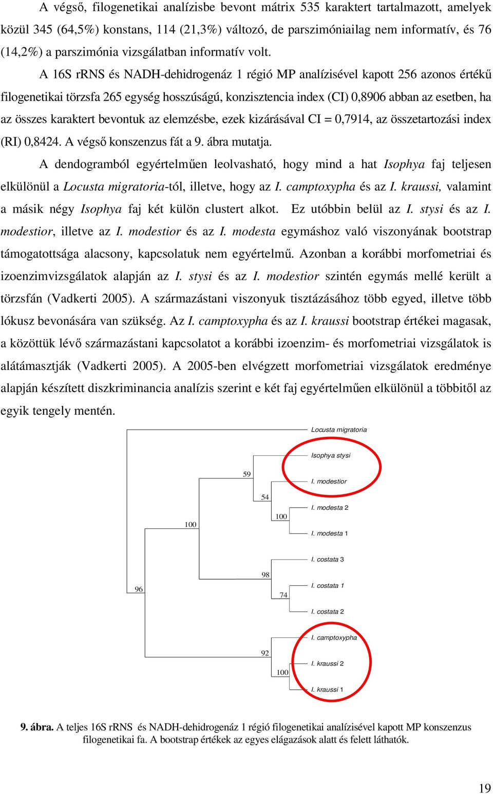 A 16S rrns és NADH-dehidrogenáz 1 régió MP analízisével kapott 256 azonos értékű filogenetikai törzsfa 265 egység hosszúságú, konzisztencia index (CI) 0,8906 abban az esetben, ha az összes karaktert