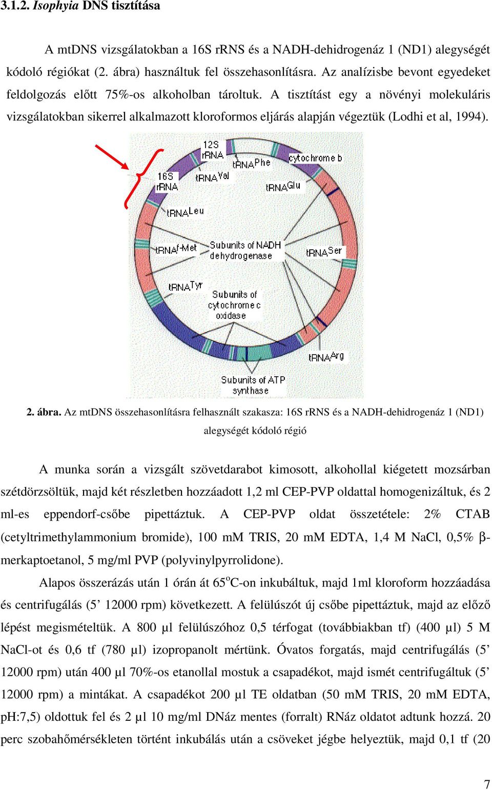 A tisztítást egy a növényi molekuláris vizsgálatokban sikerrel alkalmazott kloroformos eljárás alapján végeztük (Lodhi et al, 1994). 2. ábra.