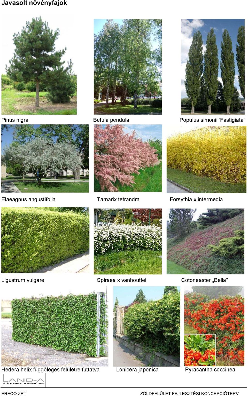 intermedia Ligustrum vulgare Spiraea x vanhouttei Cotoneaster Bella
