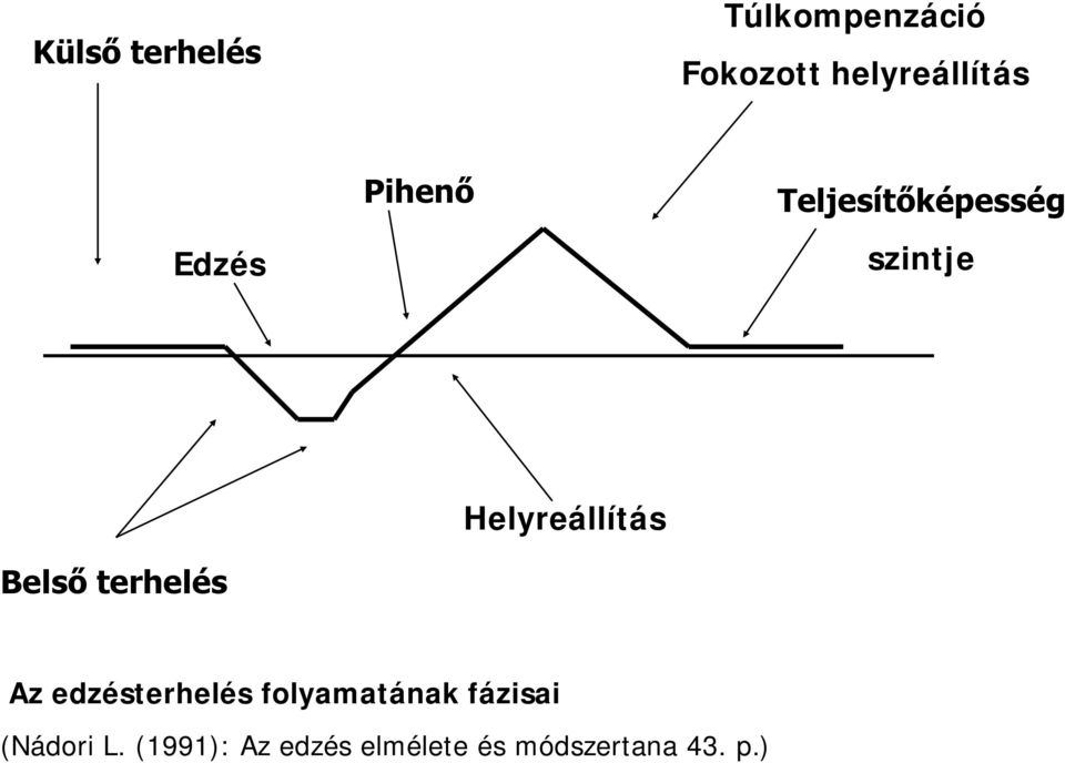 Helyreállítás Az edzésterhelés folyamatának fázisai