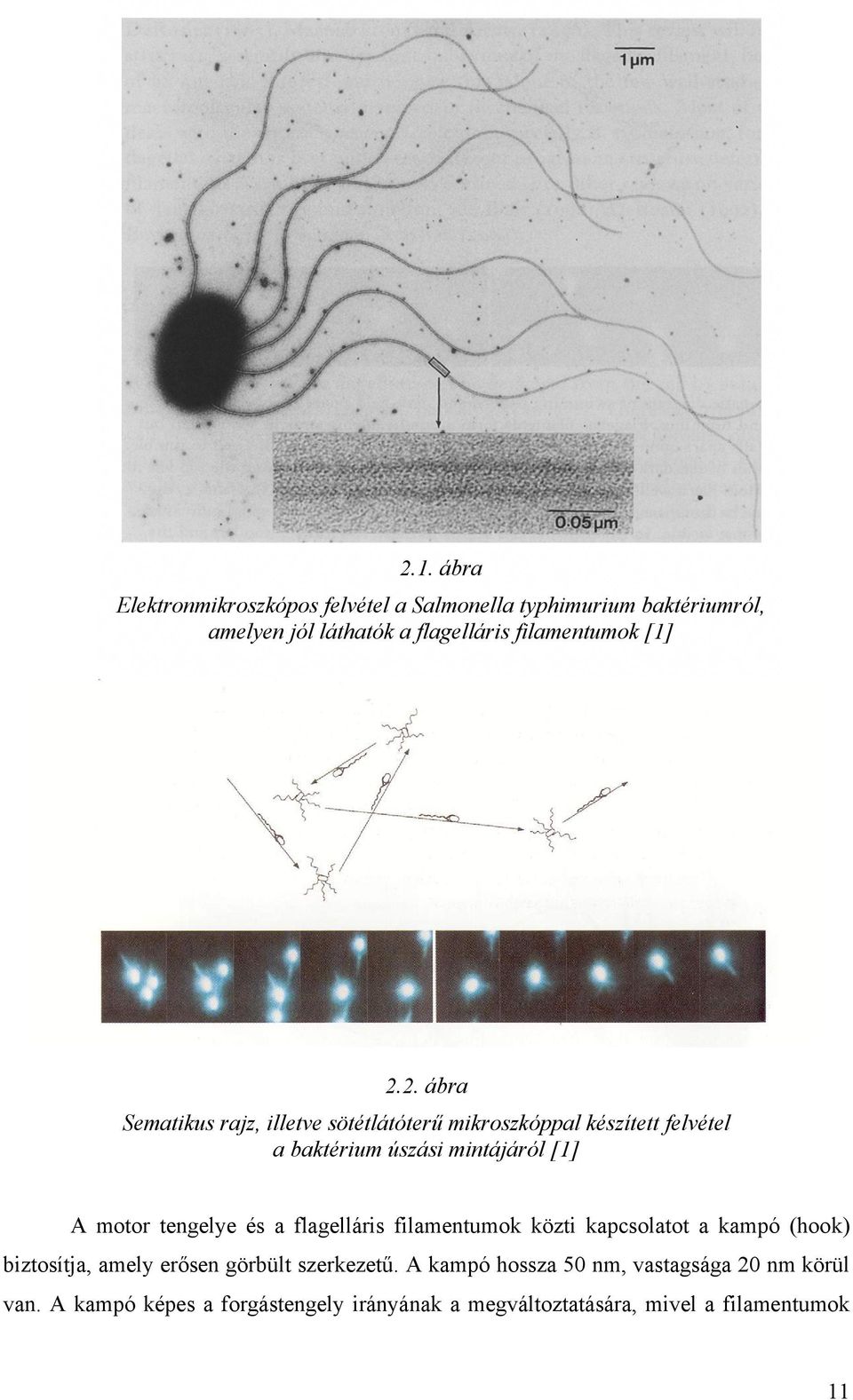 2. ábra Sematikus rajz, illetve sötétlátóterű mikroszkóppal készített felvétel a baktérium úszási mintájáról [1] A motor