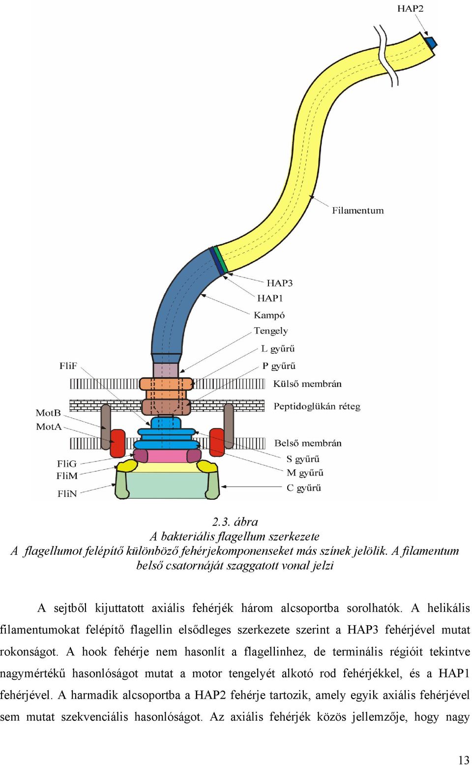 A helikális filamentumokat felépítő flagellin elsődleges szerkezete szerint a HAP3 fehérjével mutat rokonságot.